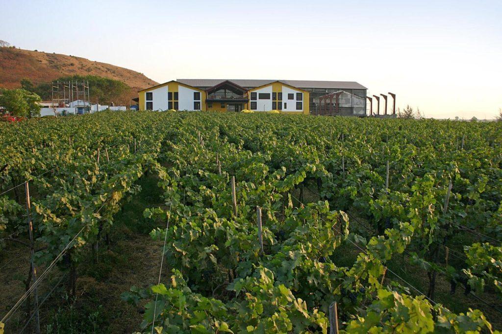 Nashik vineyard trip by cab